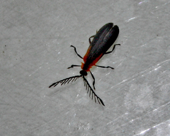 Leptoceletes basalis