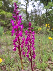 Orchis × penzigiana