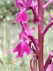 Orchis × penzigiana