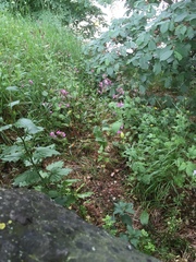 Silene dioica
