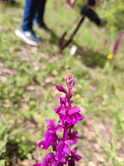 Orchis × penzigiana