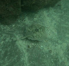 Urobatis concentricus