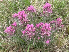 Castilleja purpurea