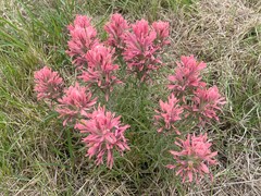 Castilleja purpurea
