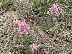 Castilleja purpurea