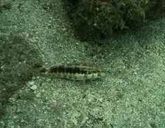 Serranus psittacinus