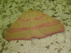 Rhodostrophia calabra