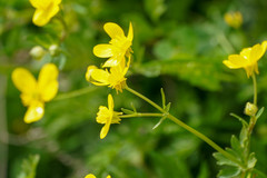 Ranunculus bulbosus