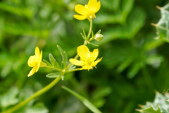 Ranunculus bulbosus