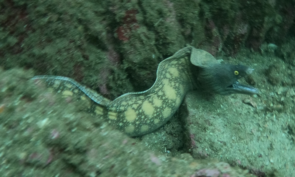 Argus moray (Muraena argus) — Muraenidae