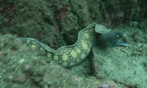 Argus moray (Muraena argus) — Muraenidae