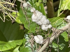 Rhopalomyia floccosa