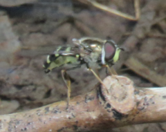 Eupeodes volucris