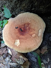 Lactifluus rugatus