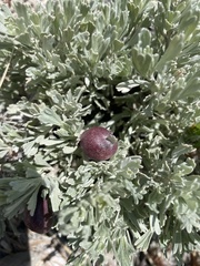 Rhopalomyia pomum