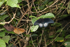Papilio rumanzovia