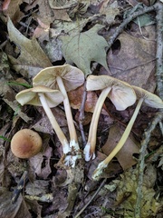 Marasmius cystidiosus
