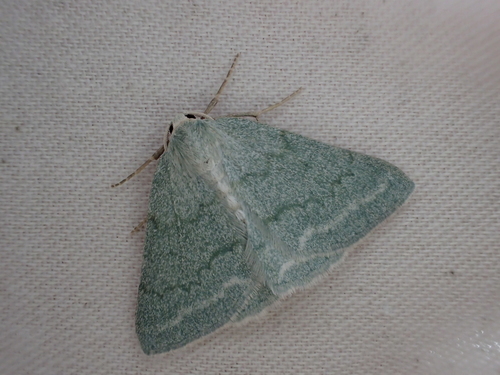 Grass Emerald