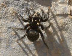 Philaeus chrysops