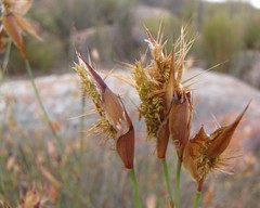 Willdenowia glomerata