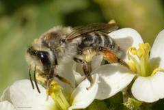 Andrena gravida