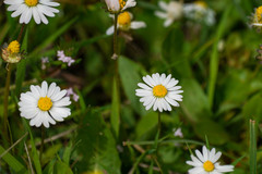 Bellis perennis