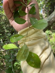 Crataegus berberifolia