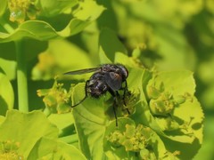 Tachinidae