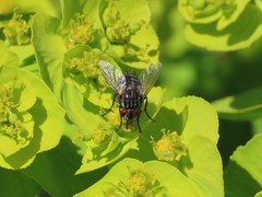 Tachinidae