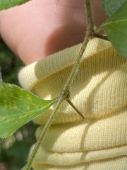 Crataegus berberifolia