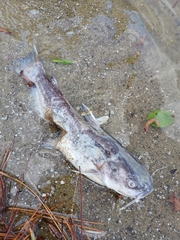 Ictalurus punctatus