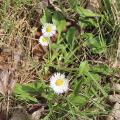 Bellis perennis