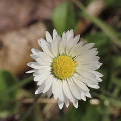 Bellis perennis