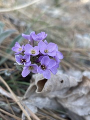 Phoenicaulis cheiranthoides