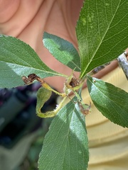 Crataegus berberifolia