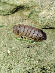 Eluma tuberculata