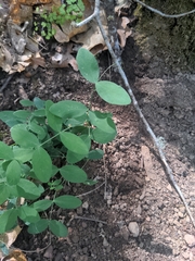 Lathyrus ochroleucus