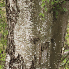 Betula