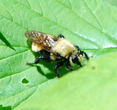 Laphria posticata