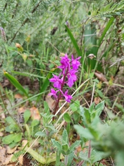 Orchis × penzigiana