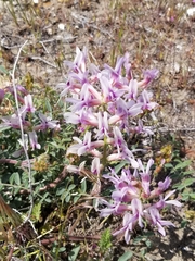 Astragalus succumbens