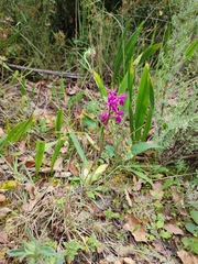 Orchis × penzigiana