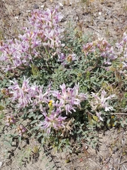 Astragalus succumbens