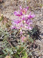 Astragalus succumbens