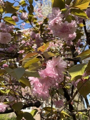 Prunus serrulata