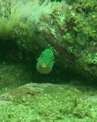 Canthigaster punctatissima