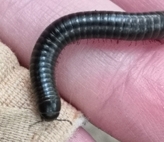 Cylindroiulus londinensis