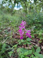 Orchis × penzigiana