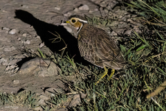 Rhinoptilus cinctus emini