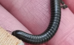 Cylindroiulus londinensis